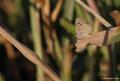 Zizeeria karsandra (Karsandra)
